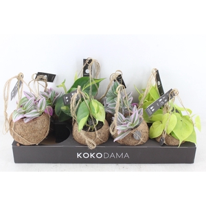 arr3 Kokoplant - Green mix x8