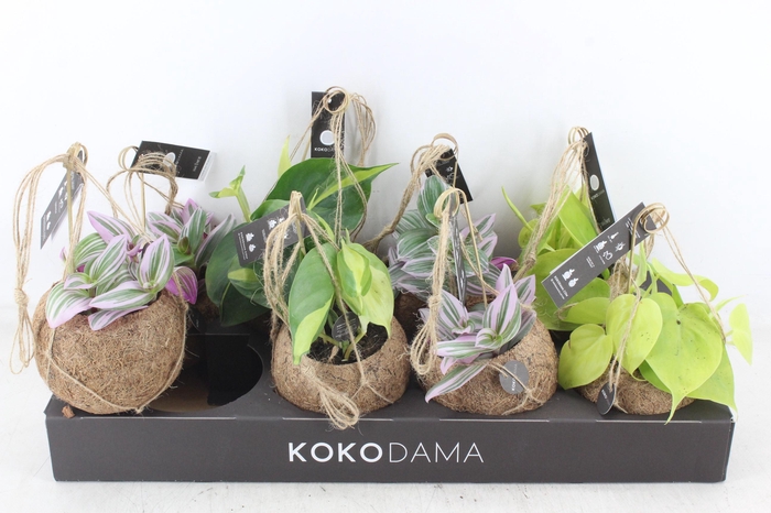 <h4>arr3 Kokoplant - Green mix x8</h4>