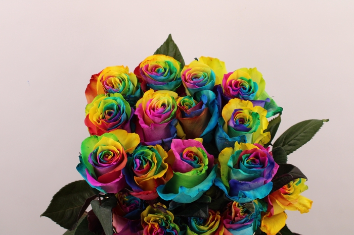 <h4>R Gr Tinted Rainbow</h4>