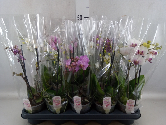 Phalaenopsis multi.   ...mix  4