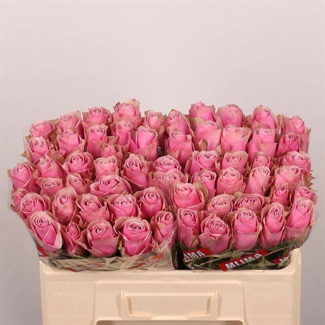 <h4>R GR ATHENA ROYALE</h4>