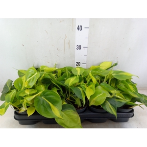 Philodendron scand. 'Brasil'