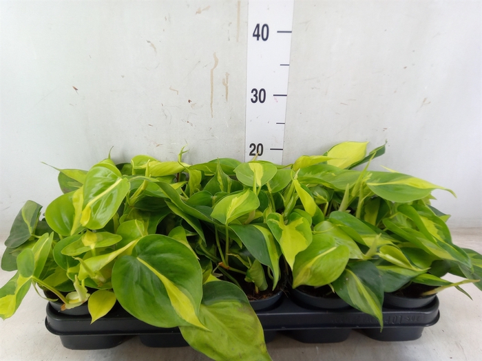<h4>Philodendron scand. 'Brasil'</h4>