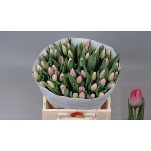 TU EN LADY PRISCILLA