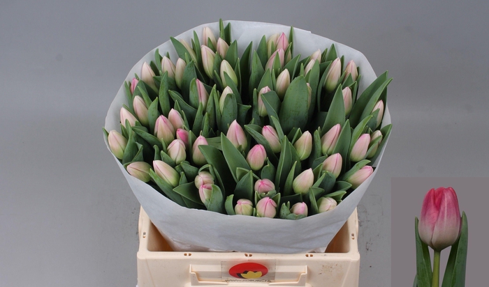 <h4>TU EN LADY PRISCILLA</h4>