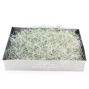 arr3 CP - Usneoides x6