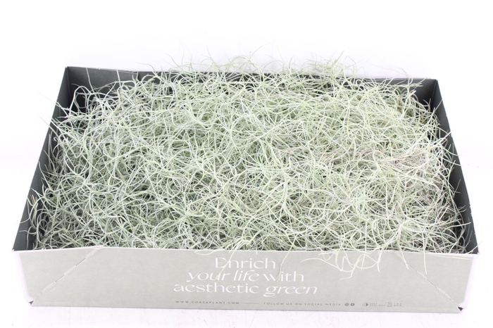 <h4>arr3 CP - Usneoides x6</h4>