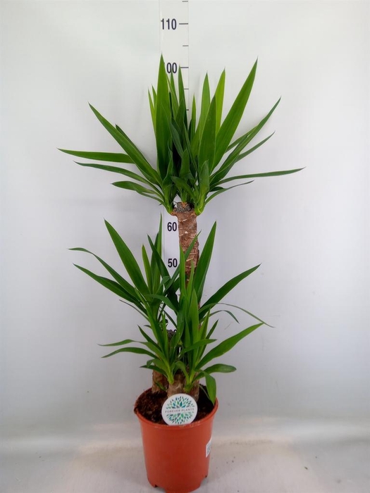 <h4>Yucca   ...</h4>