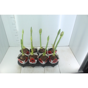 AMARYLLIS P14