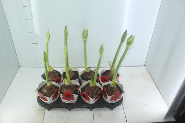 <h4>AMARYLLIS P14</h4>