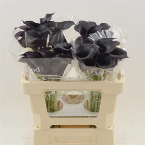 Calla Cantor | Dubbelbloemig