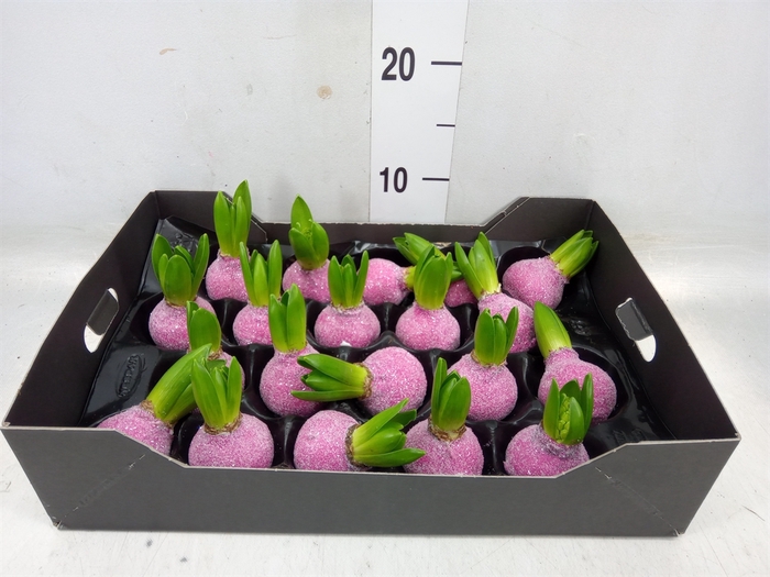 <h4>Hyacinthus orie.   ...waxed H%</h4>