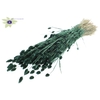 Phalaris per bunch Pearl Green