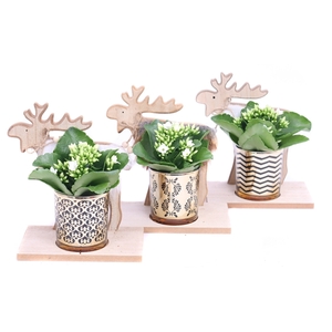 Kalanchoe wit 6 cm in goud design glas op houten rendier