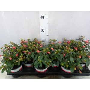 Fuchsia  'Bella Fuchsia Hilda'