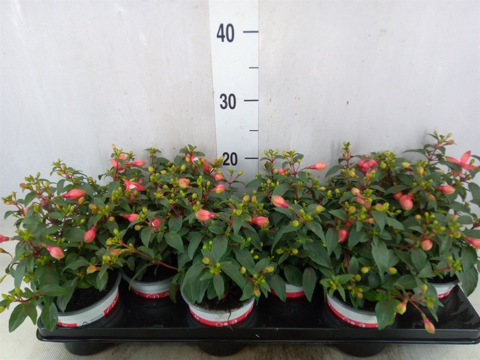 <h4>Fuchsia  'Bella Fuchsia Hilda'</h4>