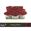 R Gr Simply Red+ X10