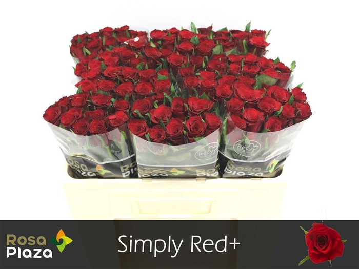R Gr Simply Red+ X10