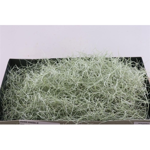 Tillandsia Usneoides Super X6