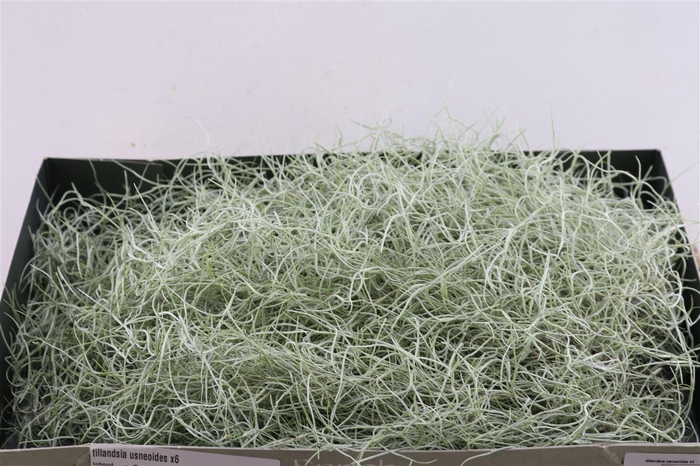 <h4>Tillandsia Usneoides Super X6</h4>