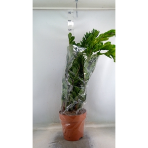 Zamioculcas zamiifolia
