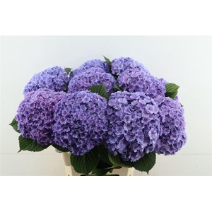 Hydr M Beau Luxor Blue 60-22