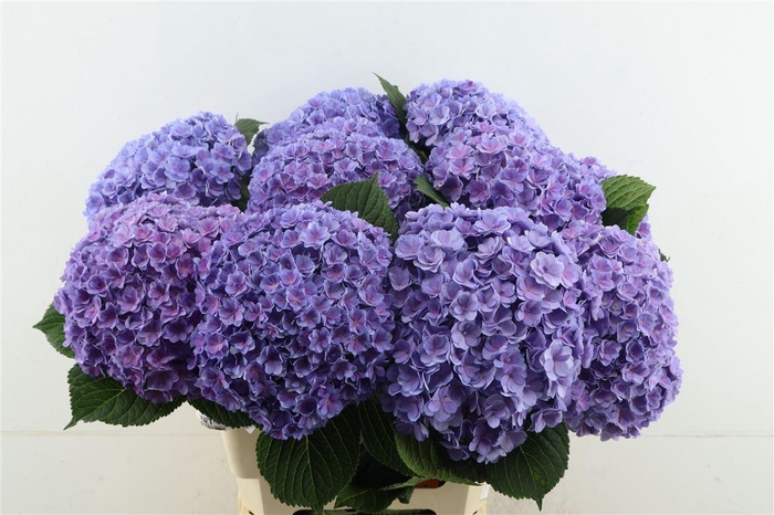 <h4>Hydr M Beau Luxor Blue 60-22</h4>