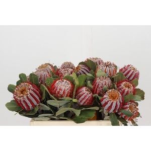 Banksia Coccinea