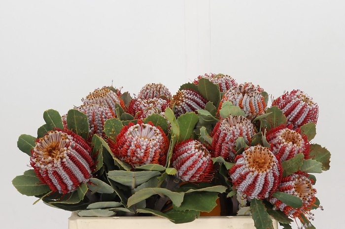 <h4>Banksia Coccinea</h4>