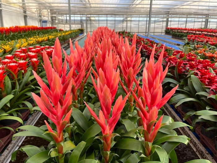 Tillandsia Ziva (Decorum)