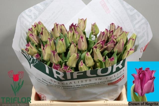 <h4>Tu Co Crown Negrita</h4>