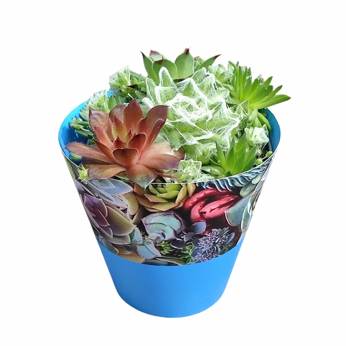 <h4>ARR SEMPERVIVUM</h4>