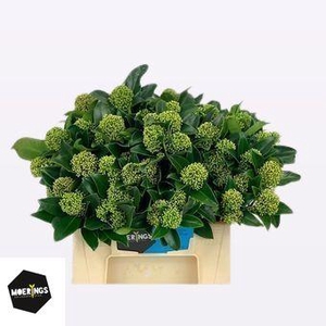 SKIM J WHIT GLOBE BS