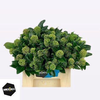 <h4>SKIM J WHIT GLOBE BS</h4>