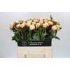 Paeonia Ann Cousins