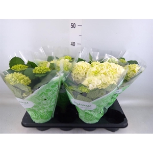 Hydrangea mac. 'Crystal Palace'