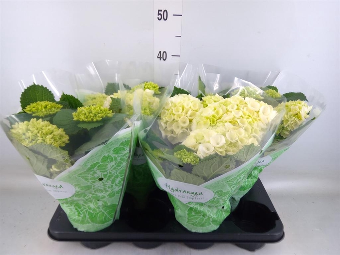 <h4>Hydrangea mac. 'Crystal Palace'</h4>