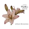 LI LA BROWNIES