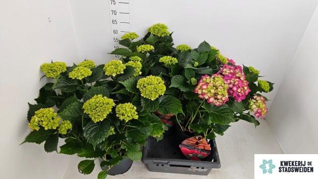 <h4>HYDR M LEUCHTFEUER</h4>