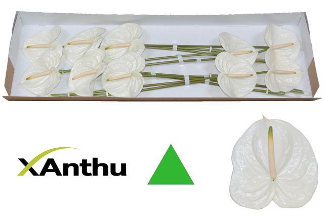 ANTH A ASPIRE