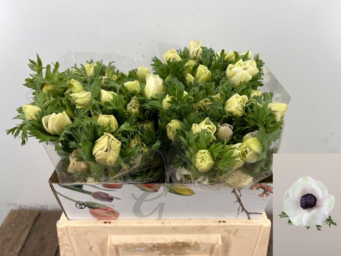 <h4>ANEM CO MAR PANDA</h4>