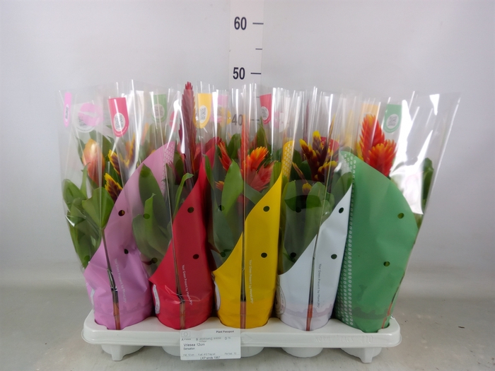 <h4>Vriesea   ...mix 8</h4>