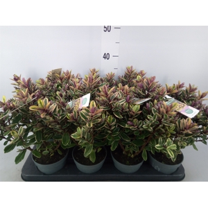 Hebe  'Tricolor'