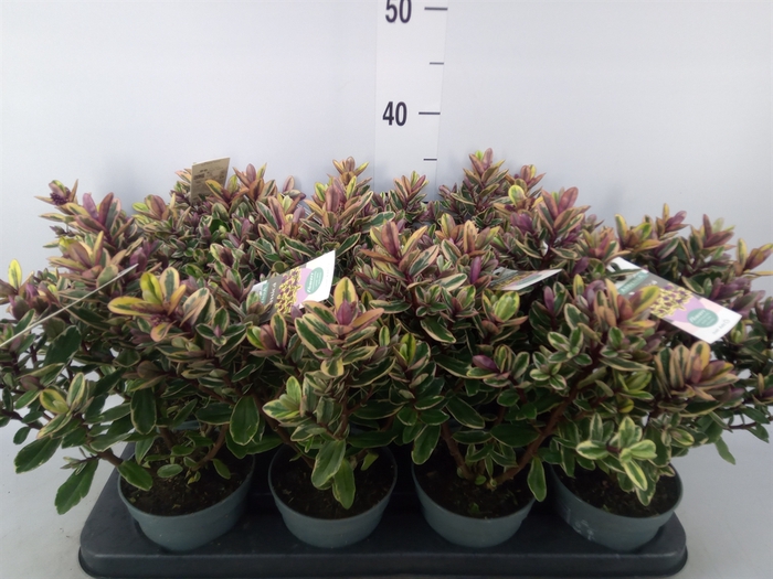 <h4>Hebe  'Tricolor'</h4>