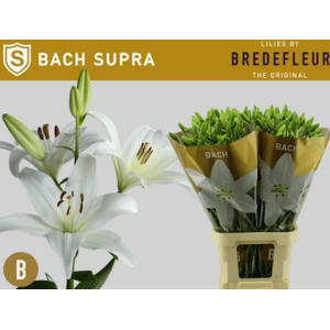 Lil. Bach 4+