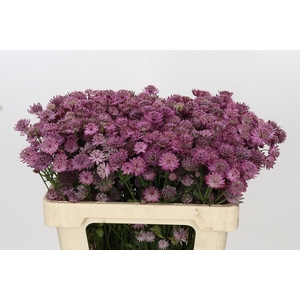 Astrantia Rosita