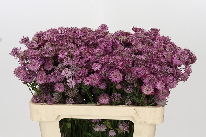 <h4>Astrantia Rosita</h4>