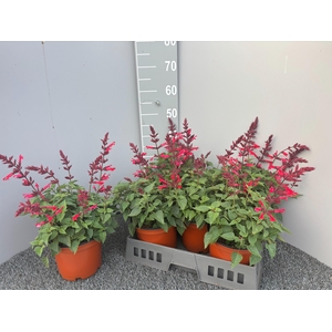 SALVIA SPLENDENS
