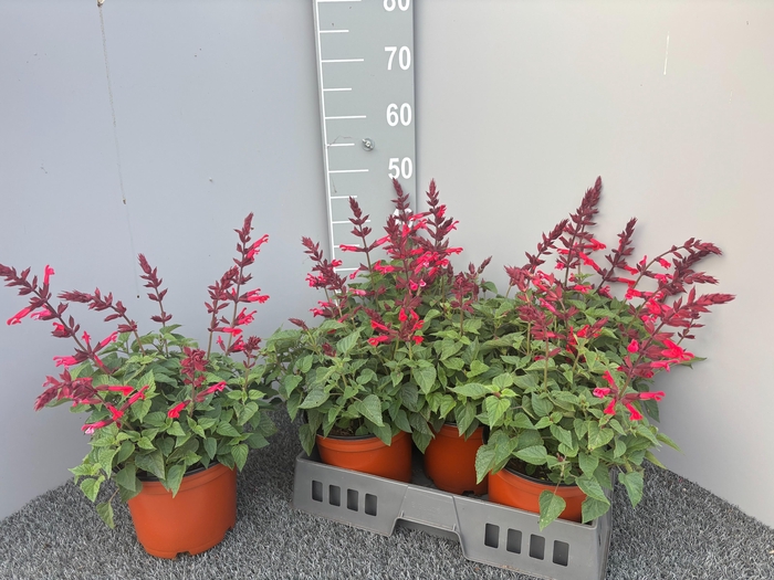 <h4>SALVIA SPLENDENS</h4>