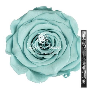 60cm Stem Blu02